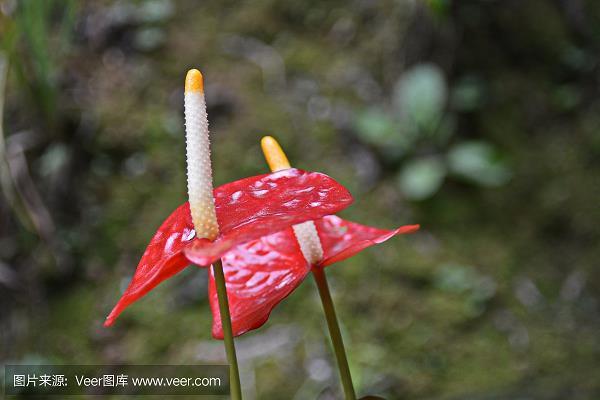 胆破心寒