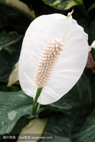 才高八斗
