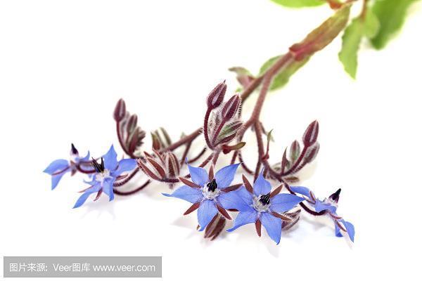 蹑景追飞