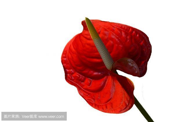 生拖死拽