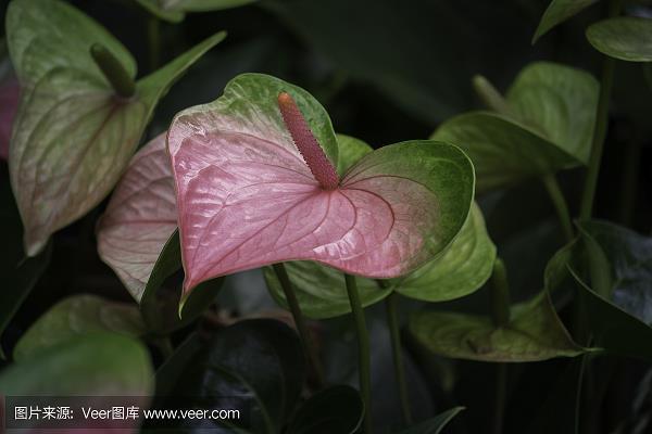 浪蕊浮花