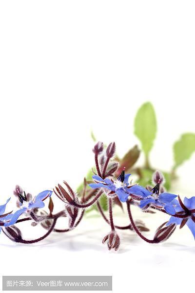 躬自菲薄