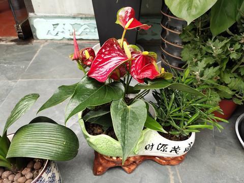 祸不旋踵