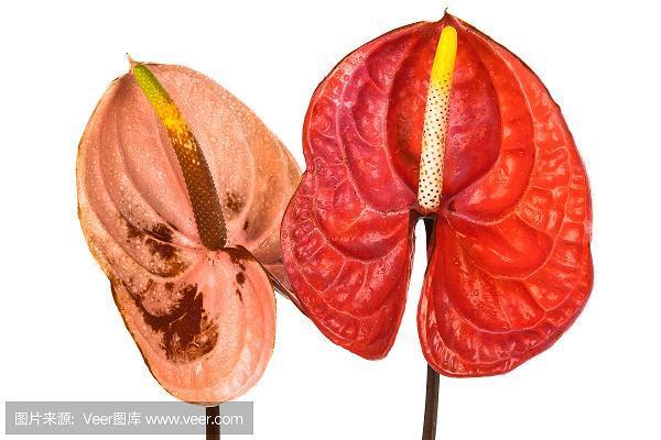 一痴一醒
