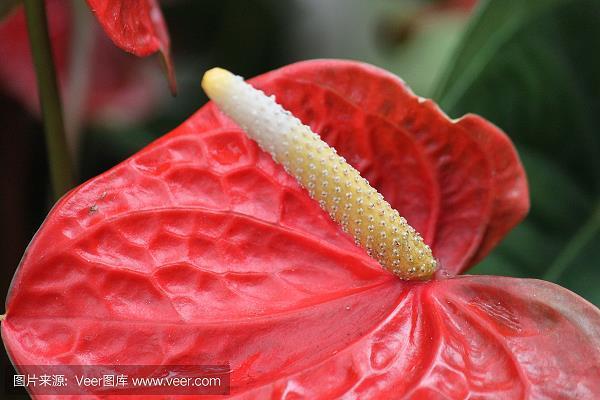 瘠义肥辞