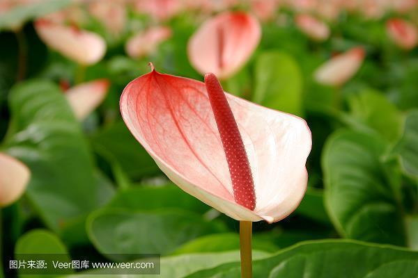 罗曼蒂克