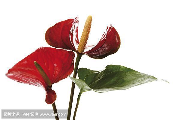 唧唧喳喳