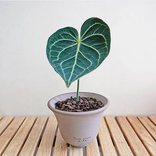 时乖运舛