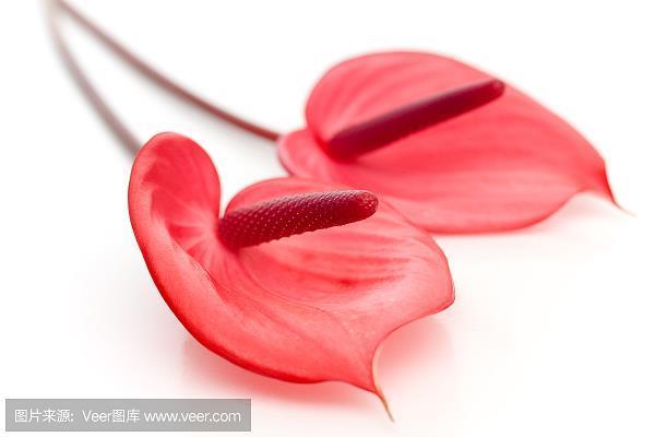 瞠乎后矣
