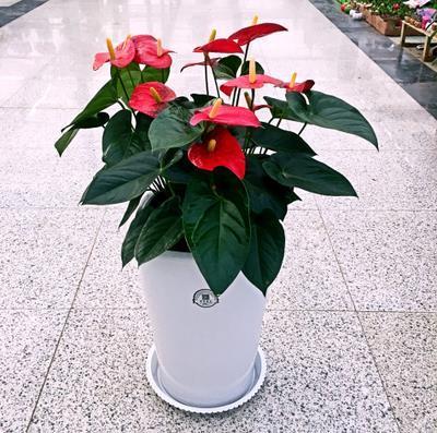 茹泣吞悲
