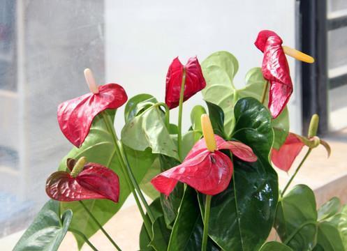 物极则衰