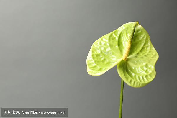 仪态万千