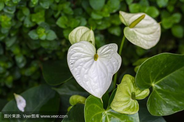 照章办事