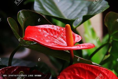 满腔热枕