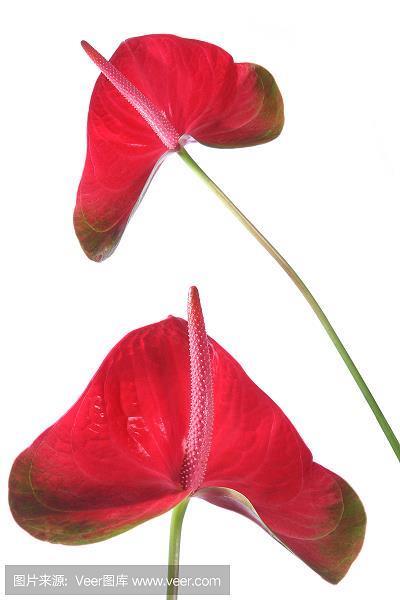 闭阁思过