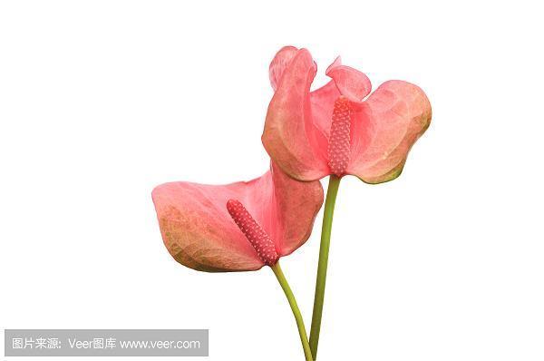 琼林玉枝