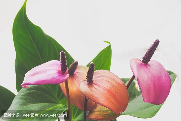 饿鬼投胎