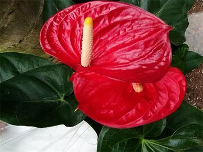 倾箱倒箧
