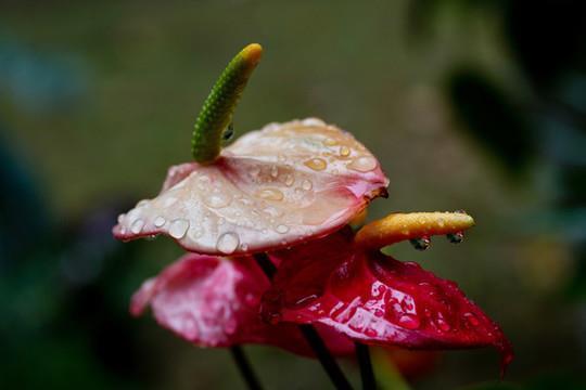 剑戟森森