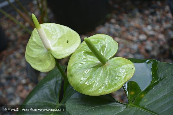 聪明一世