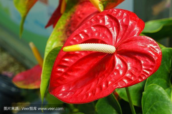 连篇累幅