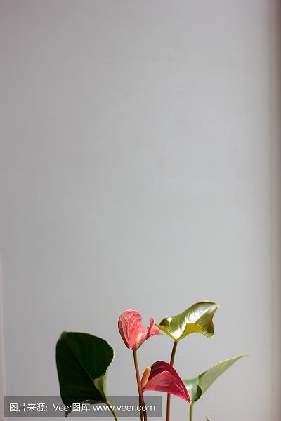 以夜继昼