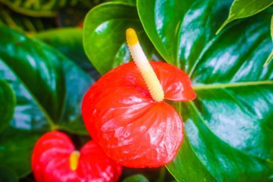 茅屋草舍