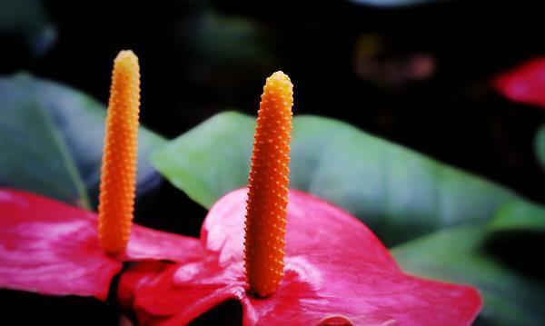 纸贵洛阳