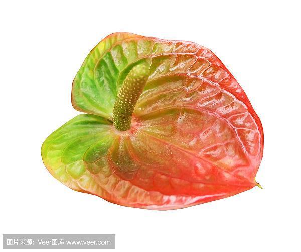 槁苏暍醒