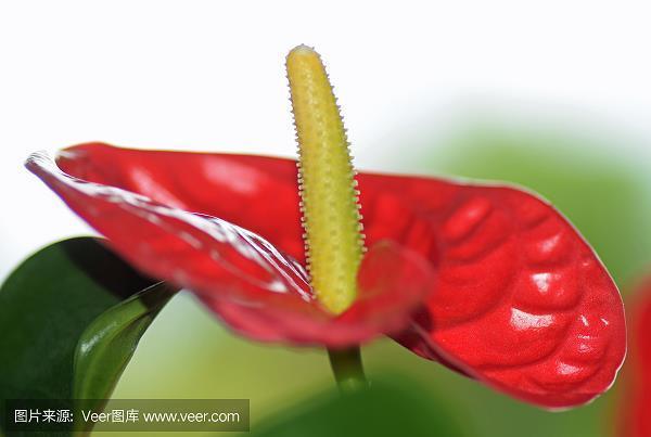 寒风侵肌