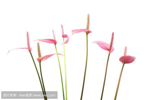 金书铁券