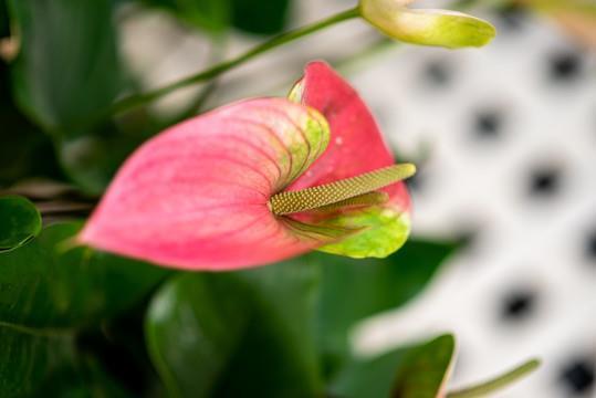 摧胸破肝