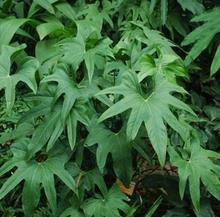 盲翁扪籥