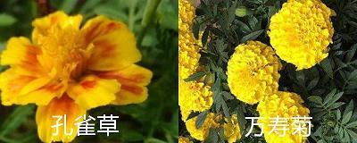 玩弄词藻