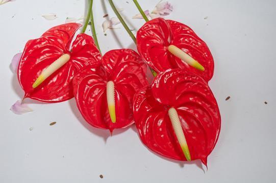 发愤自厉