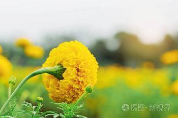 卓尔独行