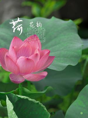 摇笔即来
