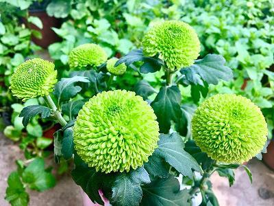 牵萝补屋
