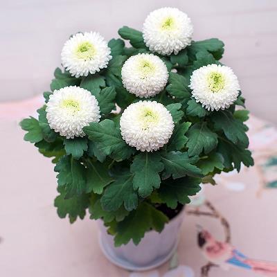 牛黄狗宝