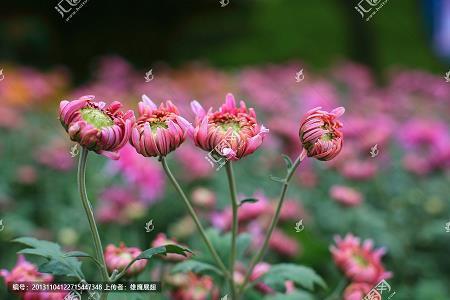 远交近攻