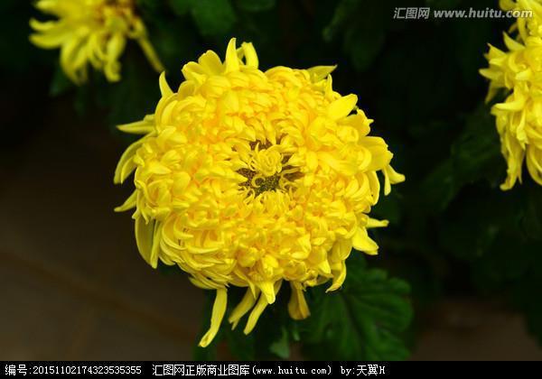 一人一狗伤感语录