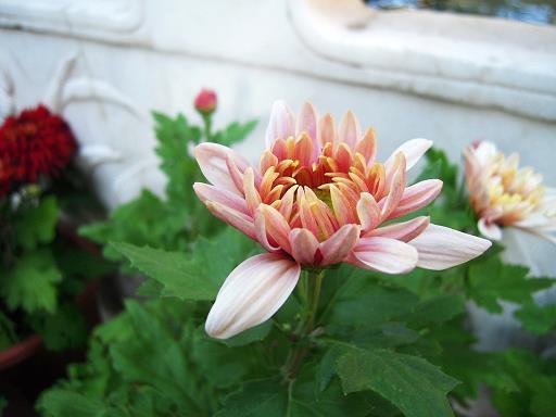 粮多草广