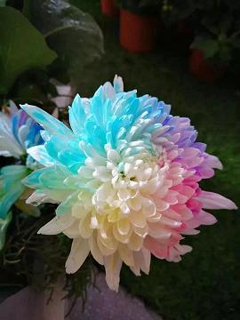 顽廉懦立