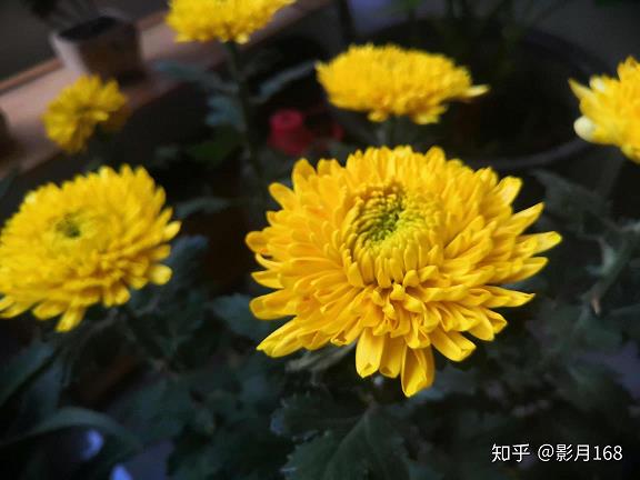 香喉玉口