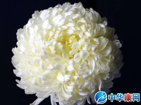 奋身不顾