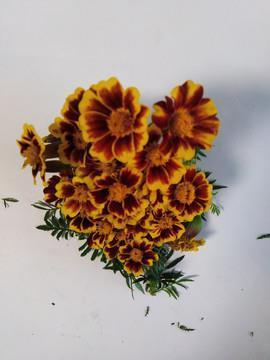 开柙出虎