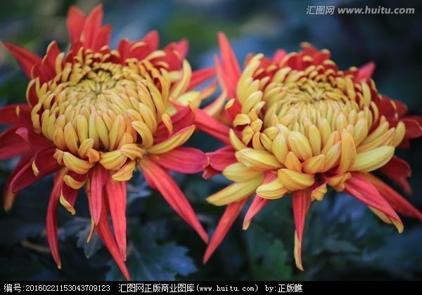 连更星夜