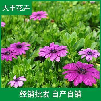 指东划西