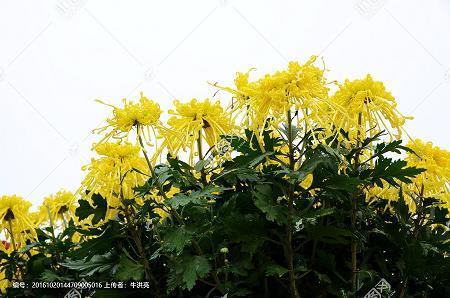 塞翁失马