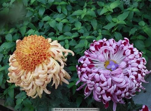 花攒锦聚